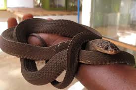 Bio-Ken Snake Farm